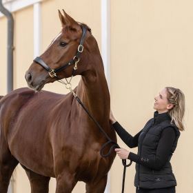 Waldhausen kožená ohlávka Royal S-Line - černá (4)
