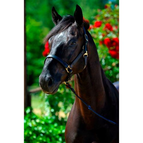 Stájová ohlávka NT Stubben