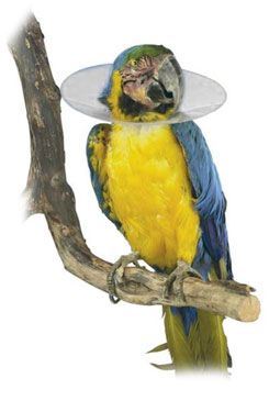Límec ochranný plastový Bird Collar pro ptáky 8cm